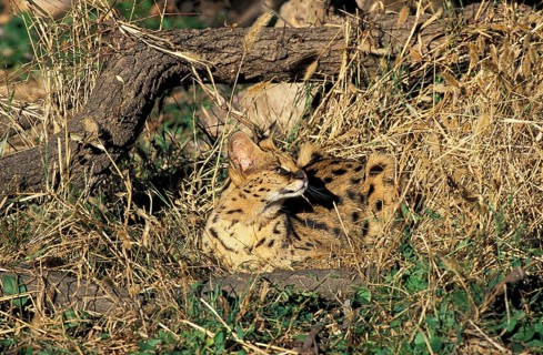 Serval (leptailurus serval)