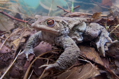 Common toad (Bufo bufo), under water, Rhineland-Palatinate, Germany, Europe