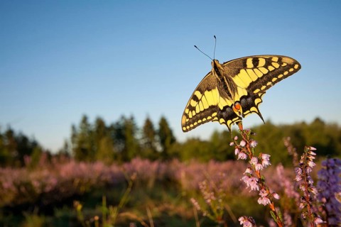 Swallowtail (Papilio machaon) in Heide, North Rhine-Westphalia, Germany, Europe