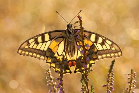 Swallowtail (Papilio machaon), to Heide, North Rhine-Westphalia, Germany, Europe