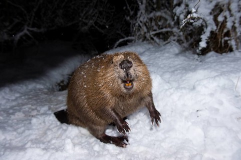 European beaver (Castor fiber), Rosenheim, Bavaria, Germany, Europe