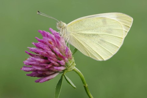 Small Small white (Pieris rapae), Bavaria, Germany, Europe