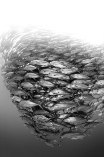 Shoal of bigeye jacks, Caranx sexfasciatus, Cabo Pulmo, Baja California Sur, Mexico, Central