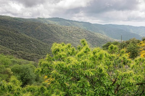 Sweet chestnut in the mountain landscape of the Ardeche, southern France