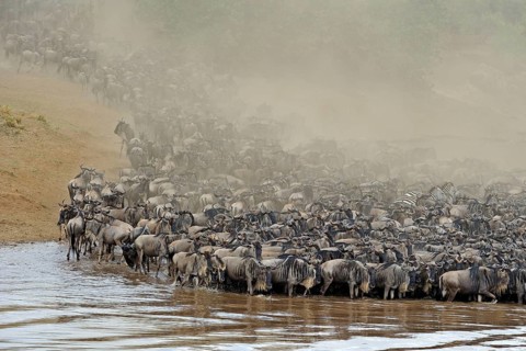 Blue wildebeests (Connochaetes taurinus) crossing Mara River, Maasai Mara Game Reserve, wildebeest,