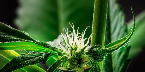 A close-up panorama of a flowering cannabis bud, a macro shot on a dark bakground