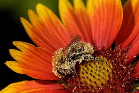 Cockade flower with bumblebee