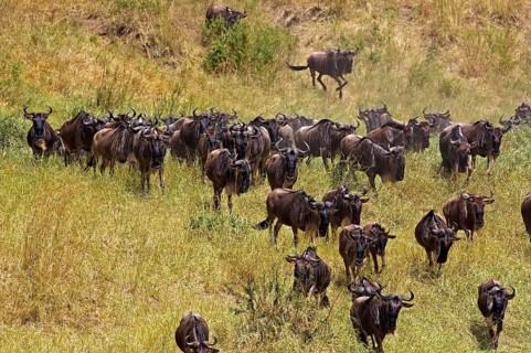 Blue Wildebeest (connochaetes taurinus), Herd Migrating, Masai Mara Park in Kenya