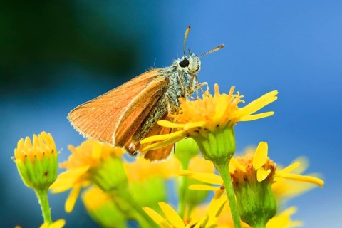 Large skipper (Ochlodes venatus), Germany, Europe