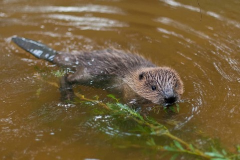 European beaver (Castor fiber), juvenile, Rosenheim, Bavaria, Germany, Europe