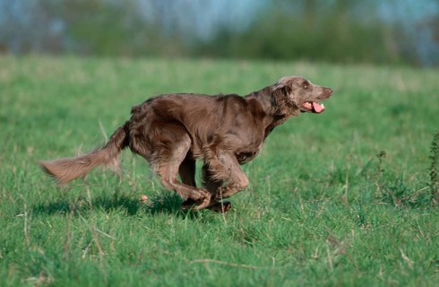 Longhaired Weimaraner, page