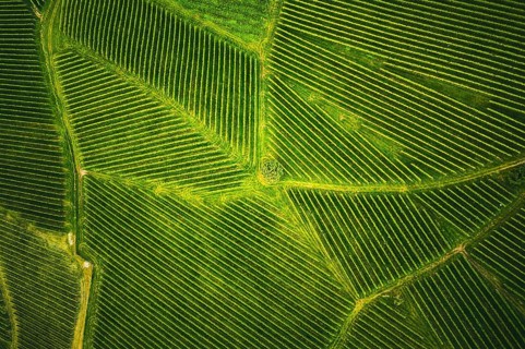 Aerial view at rows of grape vines vineyard South Styria, Austria. Tuscany like landscapes