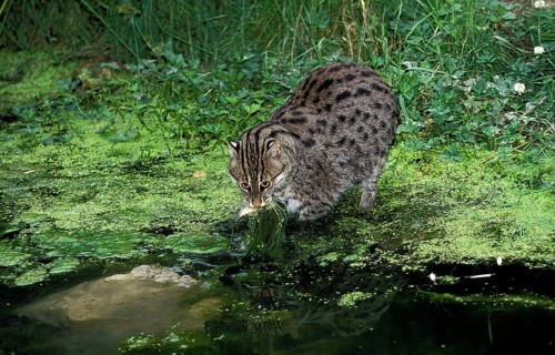 FISHING CAT (prionailurus viverrinus), ADULT CATCHING FISH