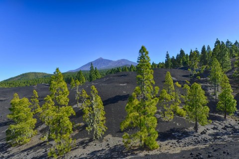 Montañas Negras hiking area, Parque Natural de Corona Forestal, views of El Teide and Viejo