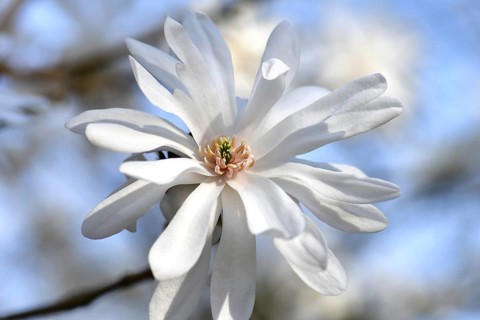 Star magnolia 'Powder Puff' (Magnolia stellata), white, single flower, Germany, Europe