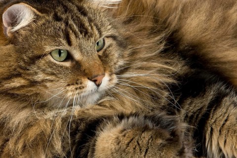 Angora Domestic Cat, Male