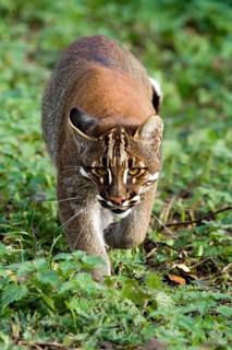 Asian Golden Cat or Temmink's Cat, catopuma temmincki