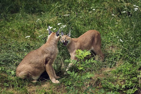 caracal (CARACAL caracal) ADULT SNARLING