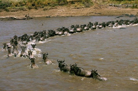 Blue Wildebeest (connochaetes taurinus), Herd crossing Mara River during Migration, Masai Mara Park
