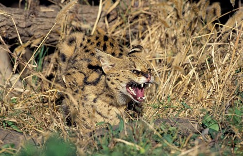SERVAL (leptailurus serval), ADULT SNARLING, DEFENSIVE POSTURE