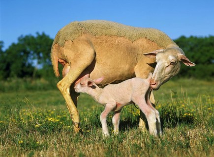 Domestic Sheep, Ewe and Lamb Suckling