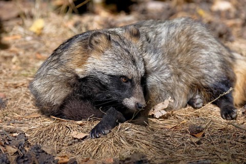 Tanuki