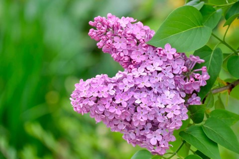 Common lilac (Syringa vulgaris), purple flowers