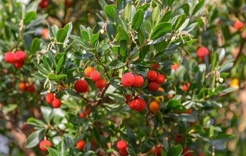 Strawberry tree (Arbutus)