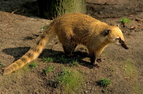South american coati (Nasua nasua)