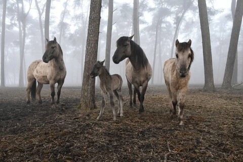 Dülmen wild horses standing in the forest, animal family with grey foal, born the day in front of,