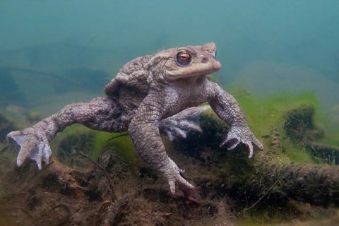 Common toad (Bufo bufo), under water, Rhineland-Palatinate, Germany, Europe