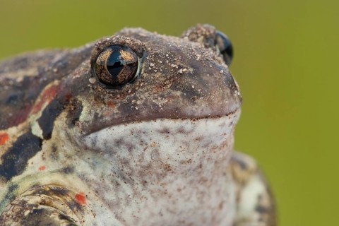 Common spadefoot (Pelobates fuscus) Rhineland-Palatinate, Germany, Europe