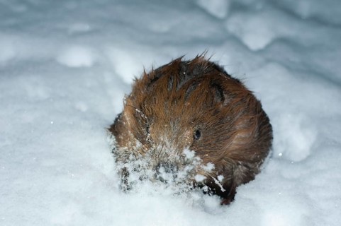 European beaver (Castor fiber), in Eisloch, Rosenheim, Bavaria, Germany, Europe