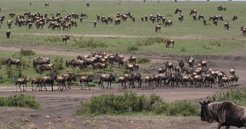 Blue Wildebeest (connochaetes taurinus), Herd during Migration, Masai Mara park in Kenya