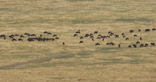 Blue Wildebeest (connochaetes taurinus), Herd during Migration, Masai Mara park in Kenya