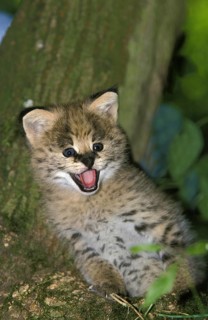 Serval (leptailurus serval), Cub calling out