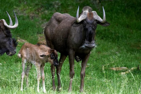 Black wildebeest (connochaetes gnou), Female with Young