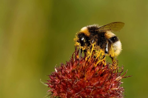 Earth bumblebee on a purple coneflower