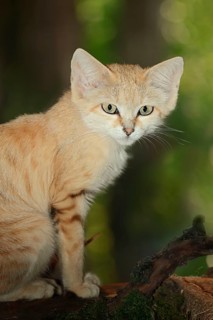 Arabian sand cat (Felis margarita harrisoni), desert cat
