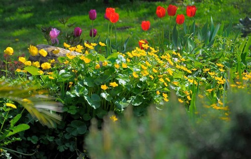 Spring flowers in the garden, tulips, marsh marigolds (Caltha palustris), marsh marigold