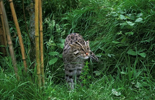 Fishing cat (prionailurus viverrinus), adult in long grass