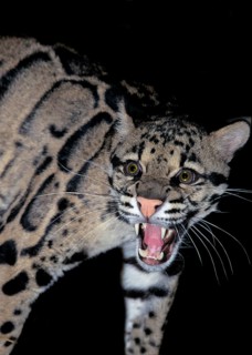 CLOUDED LEOPARD (neofelis nebulosa), ADULT SNARLING