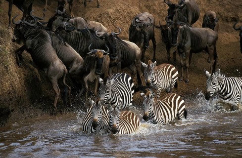 Burchell's Zebra (equus burchelli), and Blue Wildebeest, connochaetes taurinus, Group crossing Mara