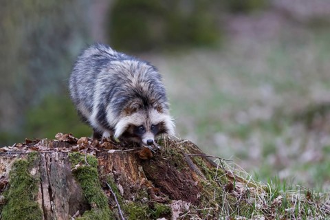 Marderhund, Nyctereutes procyonoides, common raccoon dog