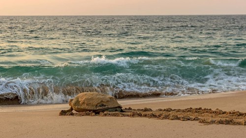 Turtle