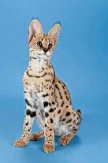 Serval (Leptailurus serval), juvenile, captive, studio photograph