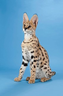 Serval (Leptailurus serval), juvenile, captive, studio photograph