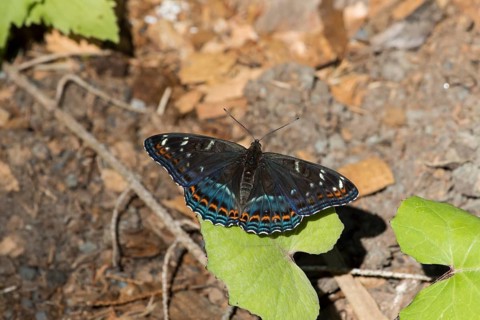 Poplar admiral, Limenitis populi, poplar admiral
