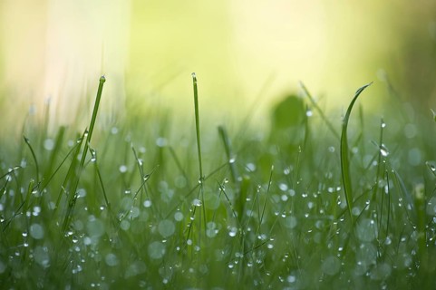 Morning dew drops or raindrops glisten on the leaves of the grass stem lit by the rays of the