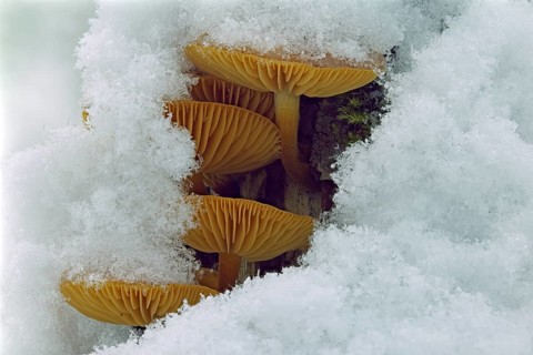 Mushroom, Snow, Winter, Mushroom group, Tree trunk, Tree mushroom